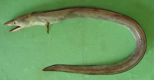 ปลายอดจาก
Muraenesox bagio  (Hamilton, 1822)	
 Common pike conger 
ขนาด 150cm
พบบริเวรปากแม่น้ำ 