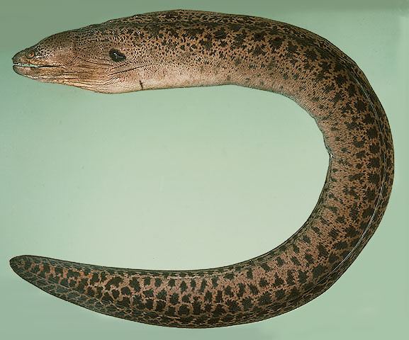 ปลาไหลมอเรย์ยักษ์
Gymnothorax javanicus  (Bleeker, 1859)	
 Giant moray 
ขนาด 300cm