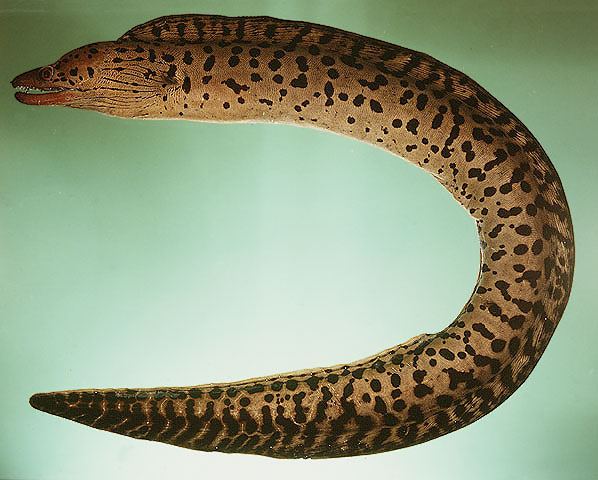 ปลาไหลมอเรย์หน้าปาน
Gymnothorax fimbriatus  (Bennett, 1832)	
 Fimbriated moray 
ขนาด 80cm