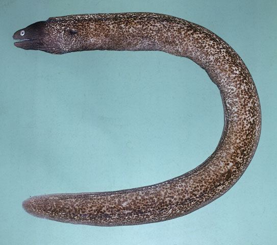 ปลาไหลมอเรย์ตาขาว
Gymnothorax thyrsoideus  (Richardson, 1845)	
 Greyface moray 
ขนาด 60cm