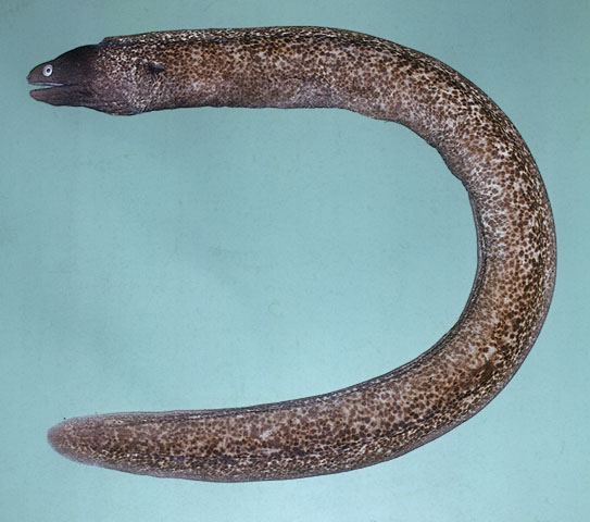 ปลาไหลมอเรย์ตาขาว
Gymnothorax thyrsoideus  (Richardson, 1845)	
 Greyface moray 
ขนาด 60cm