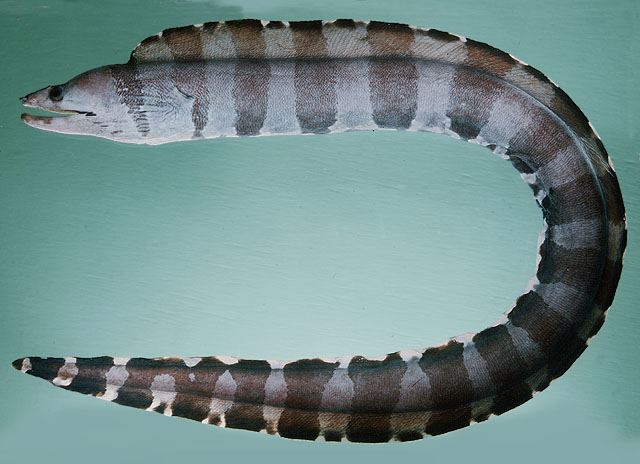 ปลาไหลมอเรย์บั้ง
Gymnothorax rueppelliae  (McClelland, 1844)	
 Banded moray 
ขนาด 70cm
