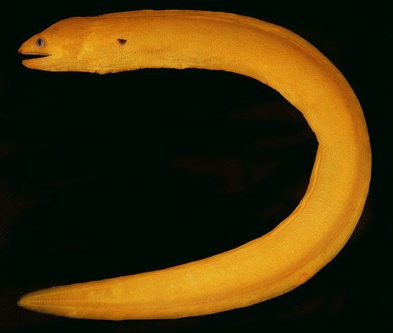ปลาไหลมอเรย์เหลือง
Gymnothorax melatremus  Schultz,  1953	
 Dwarf moray 
ขนาด 30cm