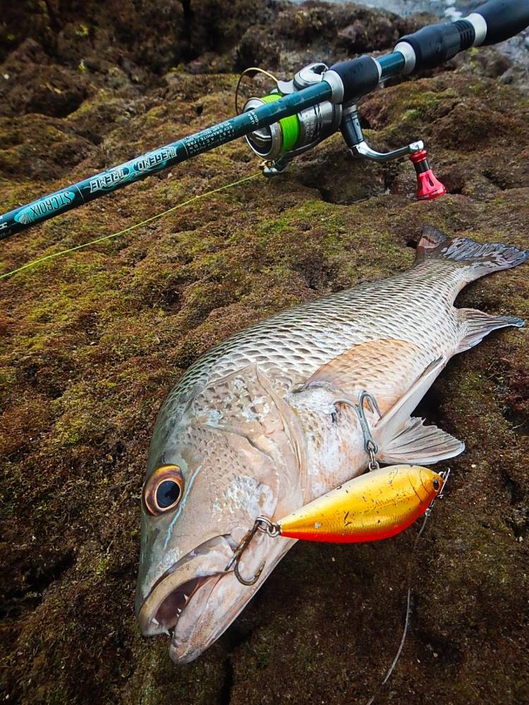 
 [center]แดงเขี้ยว หรือ ปลากรพงแดง หรือชื่อทางวิทยาศาสร์ = 
Species : Mangrove Jack, Mangrove Red