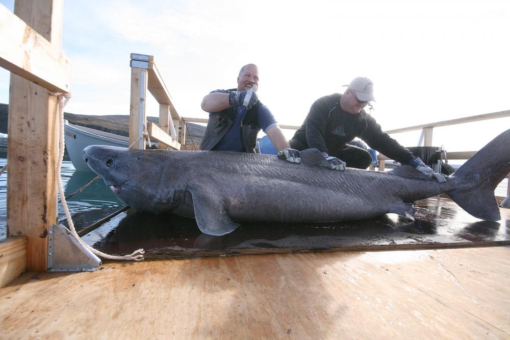                                               รูปสุดท้ายครับ Greenland Shark น้ำหนักเกือบ 500 pound 