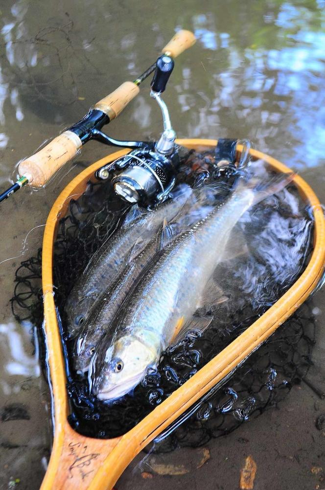  [center] [b]Burmese Trout @ Tak Provence[/b][/center]

  [center]:heart: :heart: :heart: :heart: 