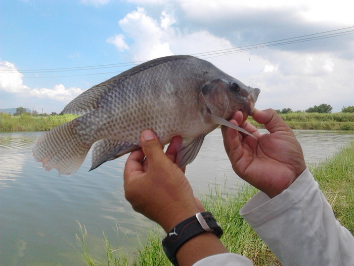 ไช้ด์ ปลาประมาณ นี้ ปากช่องเป็นอำเภอที่หา ที่ตกปลายากมาก  :laughing: :laughing: