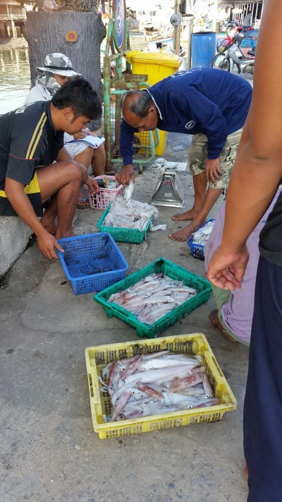 หมึกเยอะครับ ขึ้นจากเรือปั๊บ!ก็มีคนมารับไปทันที! :grin: :grin: :grin: :grin: :grin: