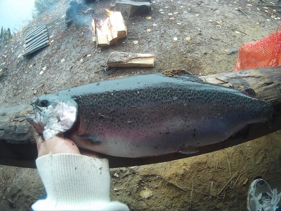 rainbow trout