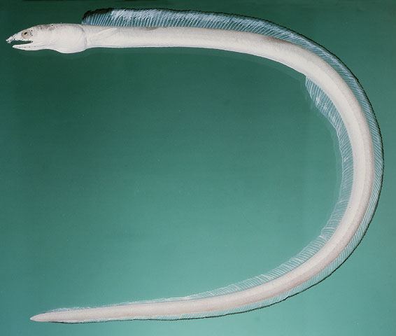 ปลาไหลทะเล
Ophichthus altipennis  (Kaup, 1856)	
 Highfin snake eel 
ขนาด 103cm
พบตามพื้นทะเลที่เ