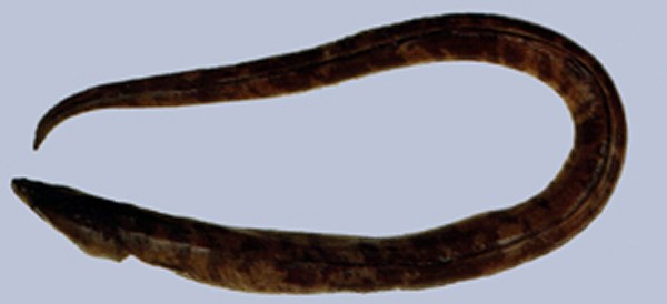 ปลาไหลฟันเขี้ยว
Brachysomophis crocodilinus  (Bennett, 1833)	
 Crocodile snake eel 
ขนาด 120แท
พ