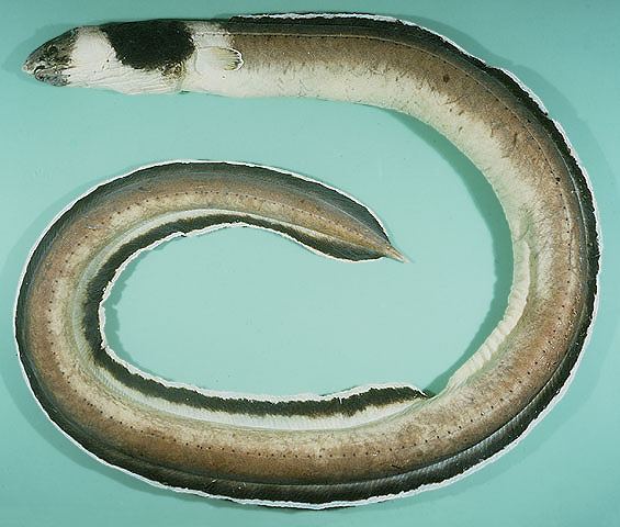 ปลาไหลทะเลคอดำ
Ophichthus cephalozona  Bleeker, 1864	
 Dark-shouldered snake eel 
ขนาด 120cm
ขุด