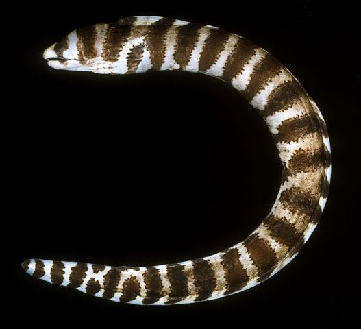 ปลาไหลมอเรย์ลายเหลือง
Echidna polyzona  (Richardson, 1845)	
 Barred moray 
ขนาด 70cm