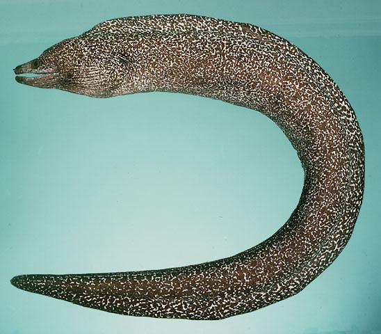 ปลาไหลมอเรยืลายด่าง
Gymnothorax undulatus  (Lacepède, 1803)	
 Undulated moray 
ขนาด 140cm
