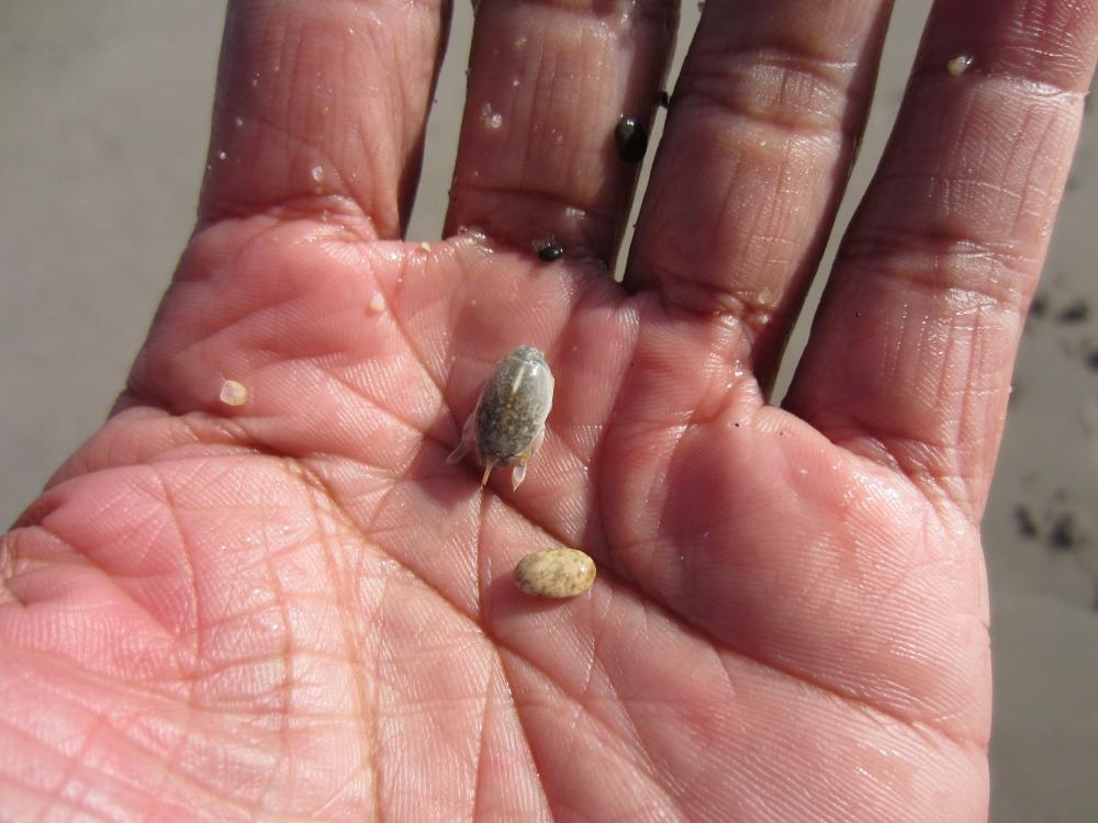 Mole Crabs หรือ Sand Fleas ก็เป็นปูชนิดนึงที่อาศัยอยู่ในทรายครับ ตัวกำลังโต น่าจะโตเต็มที่ช่วงสิ้นปี