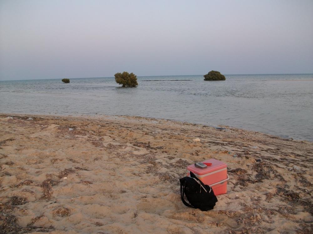 จับปูม้าที่ อัลวะกระห์ กาต้าร์ (Catch Horse crab at Al Wakrah, Qatar)