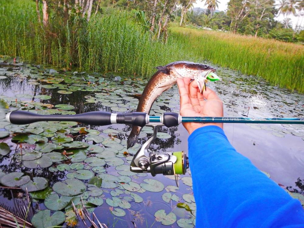 
 [center][b]ปลาช่อนป่าบัว

Rod : St.croixLEGENDXTREME SPINNING ROD LXS76MF2 6 - 12

Reel : Shi