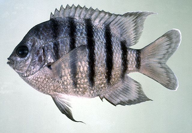ปลาสลิดหินบั้งหางมน ปลาตรับ
Abudefduf bengalensis  (Bloch, 1787)	
 Bengal sergeant 
ขนาดอ 25cm
