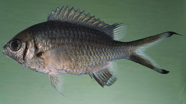 ปลาสลิดหิน
Chromis weberi  Fowler &  Bean,  1928	
 Weber's chromis ขนาด 13แท
