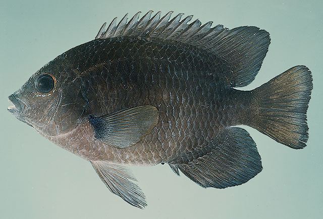 ปลาสลิดหินใหญ่
Hemiglyphidodon plagiometopon  (Bleeker, 1852)	
 Lagoon damselfish 
ขนาด 15cm
