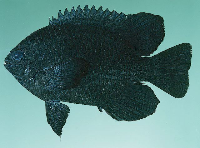 ปลาสลิดหิน
Neoglyphidodon melas  (Cuvier, 1830)	
 Bowtie damselfish 
ขนาด 18cm