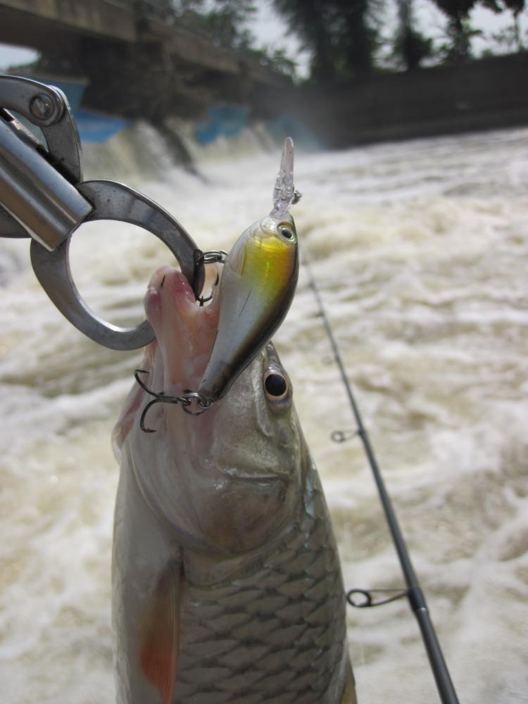                                       :grin: :grin: :blush:  [b]เสร็จ  RAPALA  FATSHAD 5 [/b] :love: