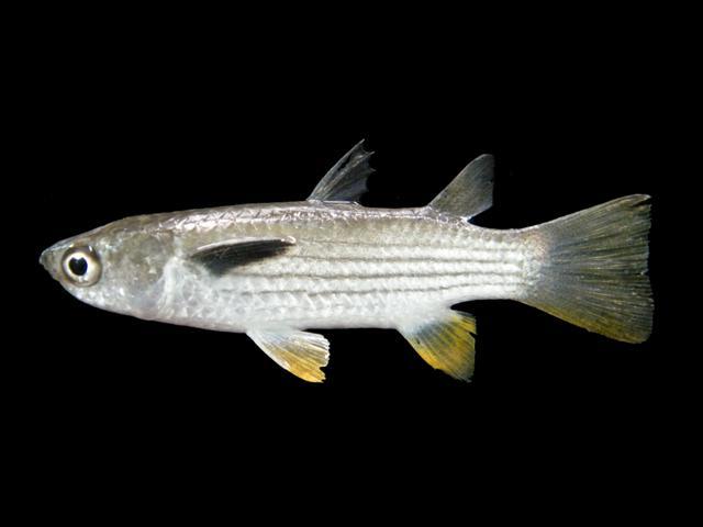 กระบอกหูดำ กระบอกท่อนไต้
Ellochelon vaigiensis  (Quoy & Gaimard, 1825)	
 Squaretail mullet 
ขนาด 