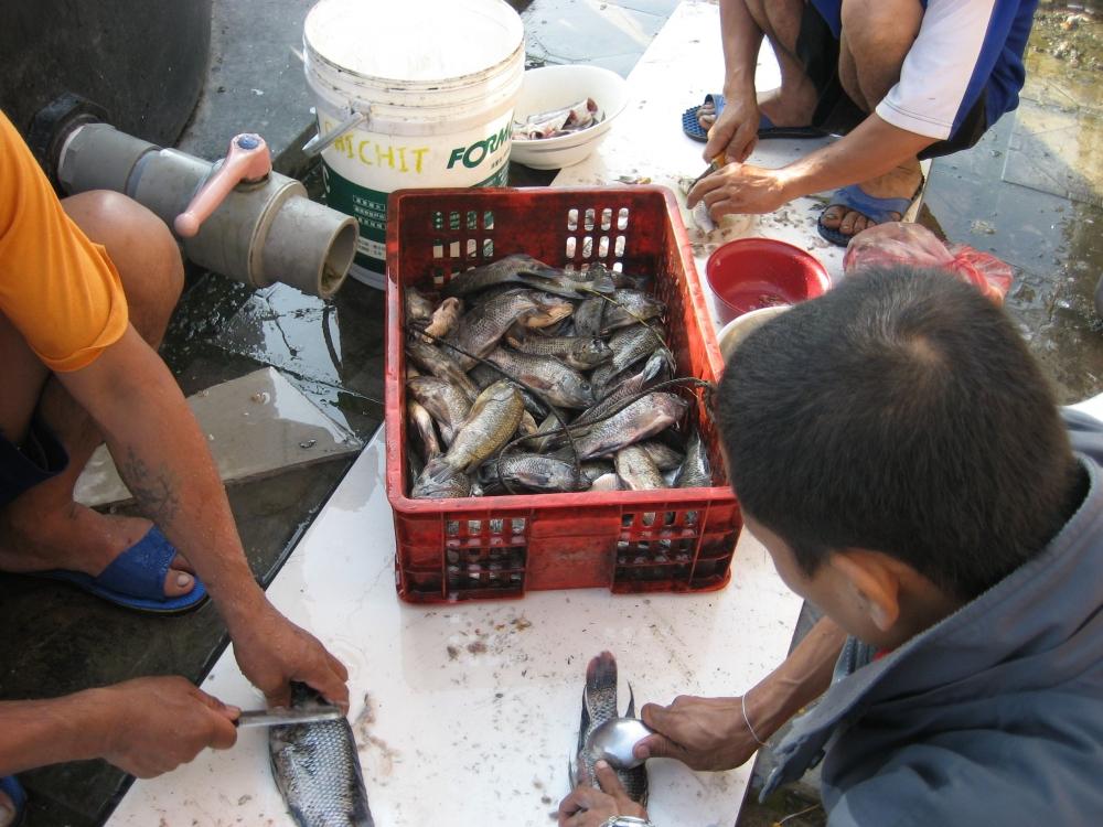ส่วนปลาที่เหลือ ก็จัดแจงนำปลาเล็กปลาน้อยขอดเกร็ดควักใส้เสียให้เรียบร้อยนำไป " เอือบเกลือ " หรือโรย
