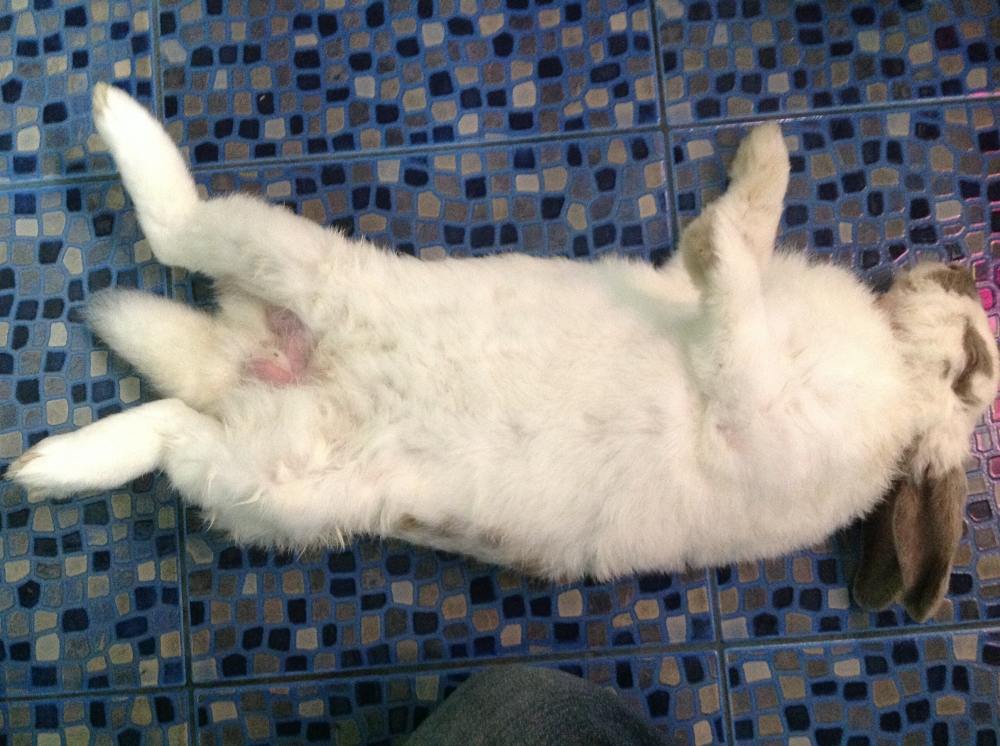 ท่านอนของน้องแสบ กระต่ายขี้อ้อน