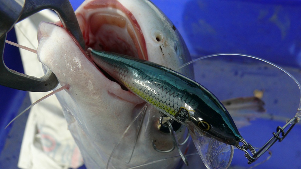 เต็มปากกับ เหยื่อ RAPALA  CD 7 cm  สี ALB ครับ 
 :ohh: :ohh: :ohh: :ohh: