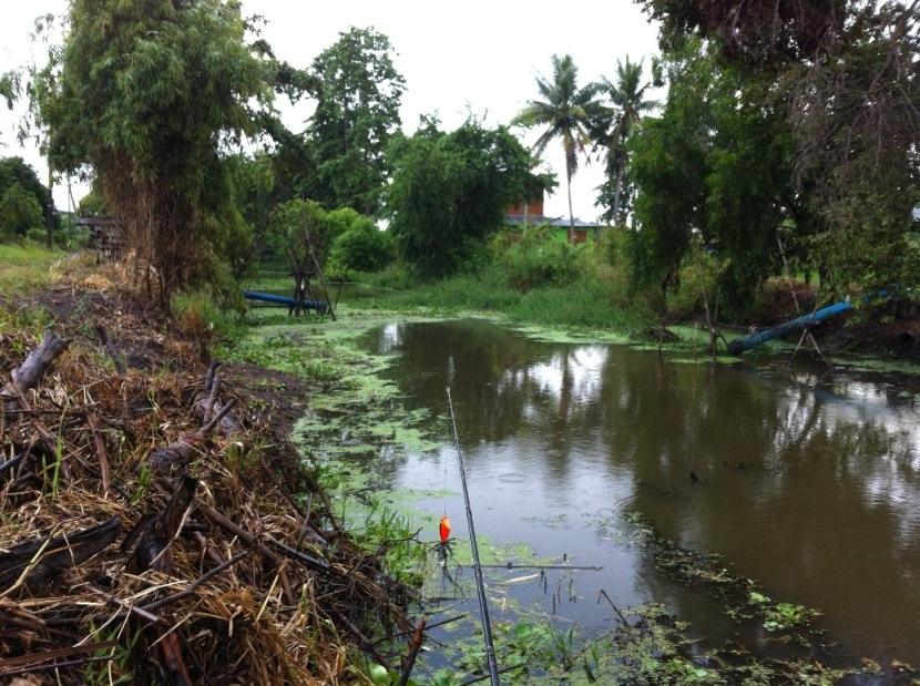 มีปลากัดเรื่อยๆ ครับ ฝนตกมันก็กัด
ตัวเล็กๆ กัดไม่ติดกระโดดตัวลอยให้เห็น

ผมนี่เลอะขี้โคลนไปทั้งตั