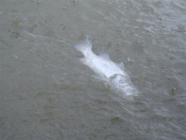 ปลากระพง เยอะจริงๆลอยมาเล่นน้ำฝน  :grin: :grin: