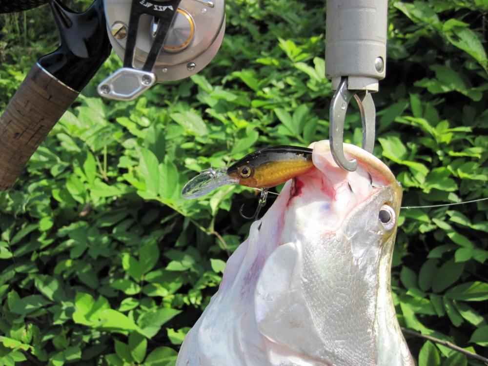             :heart: :heart:        [b]RAPALA  MAXRAP  FATSHAD 05   หมดสิทธิหลุด[/b] :love: :love: