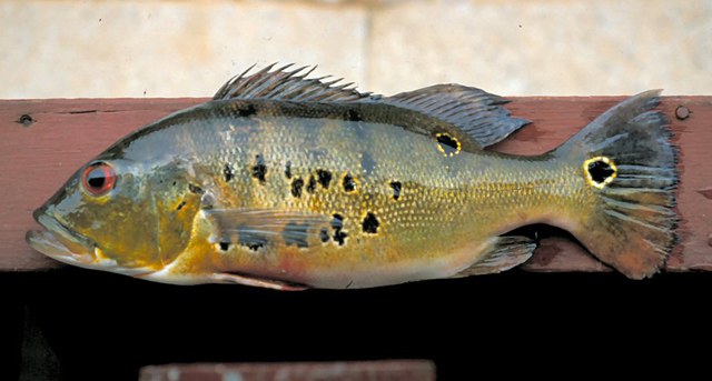 ปลาหมอออสซิลลาริส ปลาพีค็อกแบส
Cichla ocellaris  Bloch &  Schneider,  1801	
 Peacock cichlid 
ขนา