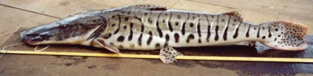 ปลากดไทเกอร์
Pseudoplatystoma fasciatum  (Linnaeus, 1766)	
 Barred sorubim 
ขนาด 120cm
พบในแม่น้