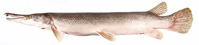 ปลาอัลลิเกเตอร์ การ์ฟิช ปลาปากจระเข้
Atractosteus spatula  (Lacepède, 1803)	
 Alligator gar 
ขนาด