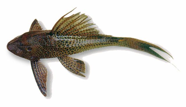 ปลาซัคเกอร์
Suckermouth catfish 
Hypostomus plecostomus  
ขนาด 50cm