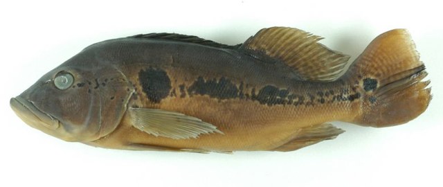 Cichla orinocensis  Humboldt, 1821	
ขนาด 60cm