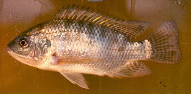 ปลานิล
Oreochromis niloticus  (Linnaeus, 1758)	
 Nile tilapia 
ขนาด 60cm
พบในปทวีปแอฟริกา