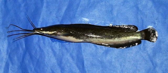 ปลาดุกรัสเซีย
Clarias gariepinus  (Burchell, 1822)	
 North African catfish 
ขนาด 170cm
