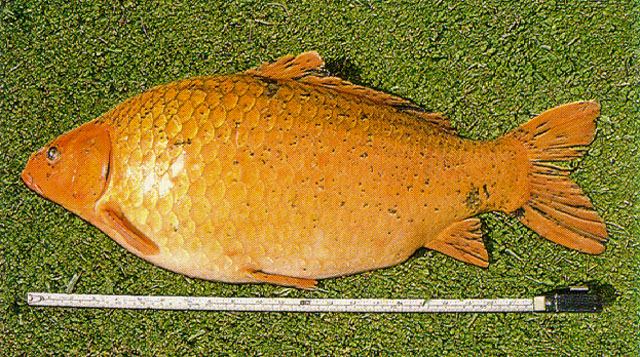 ปลาไน
Cyprinus carpio  Linnaeus, 1758	
 Common carp 
ขนาด 130cm