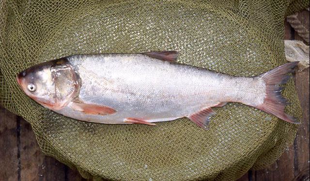 ปลาลิ่น ปลาเกล็ดเงิน
Hypophthalmichthys molitrix  (Valenciennes, 1844)	
 Silver carp 
ขนาด 110cm