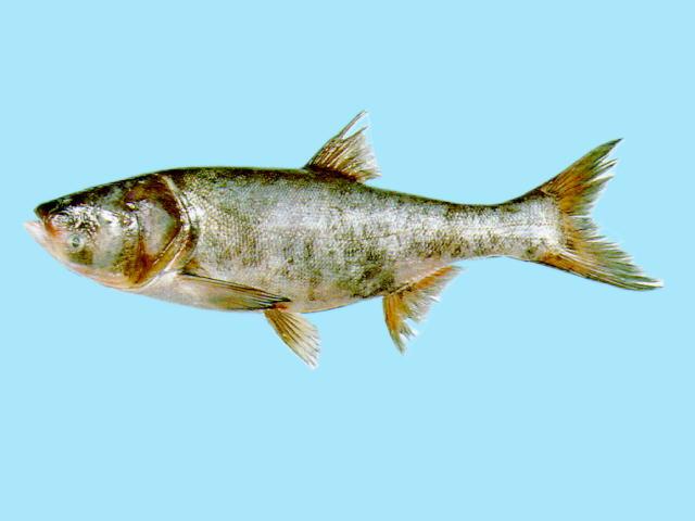 ปลาซ่ง ปลาหัวโต
Hypophthalmichthys nobilis  (Richardson, 1845)	
 Bighead carp 
ขนาด 140cm