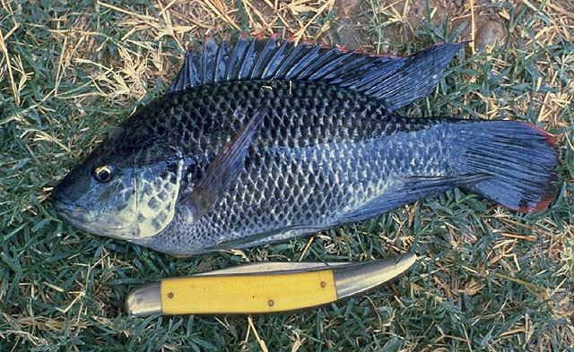 ปลาหมอเทศ
Oreochromis mossambicus  (Peters, 1852)	
 Mozambique tilapia 
ขนาด 45cm