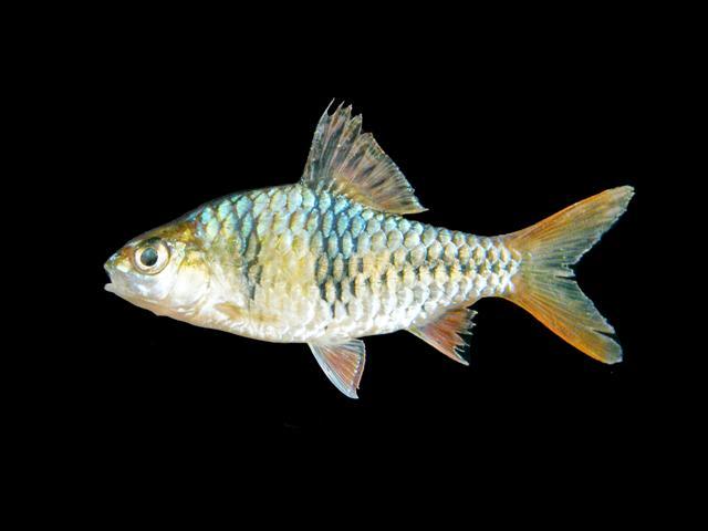 ปลาอีกอง
Puntius lateristriga  (Valenciennes, 1842)	
 Spanner barb 
ขนาด 25cm
พบในลำธาร และ แหล่