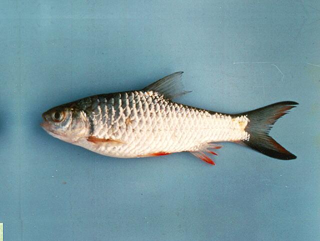 ปลาแก้มช้ำ ปลาปก ปลาหางแดง
Systomus rubripinnis  (Valenciennes, 1842)	
 Javaen barb 
ขนาด 25cm
พ