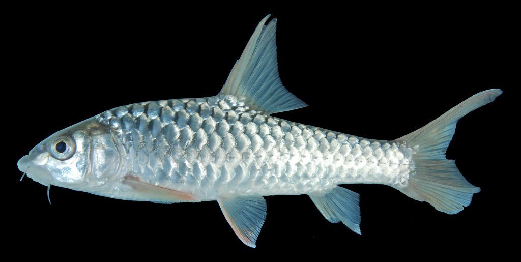 ปลาเวียน
Tor tambroides, Thai mahseer
ขนาด 100cm