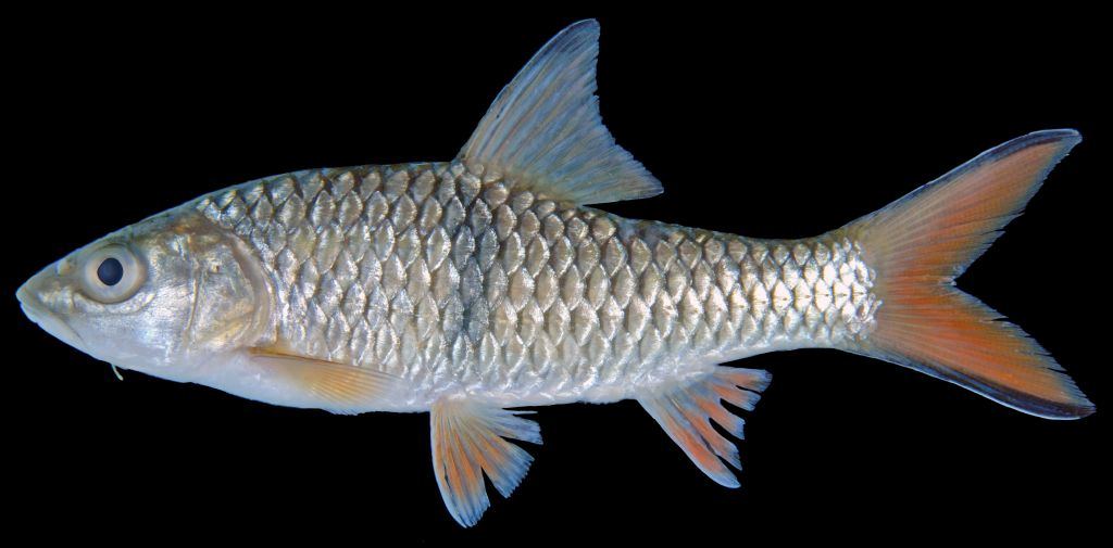 ปลากระสูบขีด ปลาโสด
Hampala macrolepidota 
ขนาด 50cm