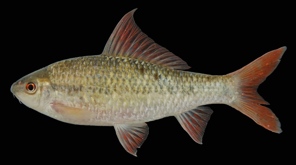 ปลาร่องไม้ตับ
Osteochilus microcephalus 
ขนาด 20cm