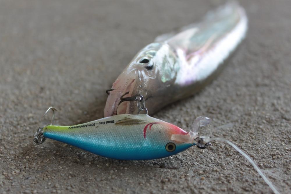 เหยื่อสุดโปรด...Rapala SSR7....ของเขาดีอยุ่ในตัวครับ...ทีไหนมีน้ำ...ทีนั่นมีปลา...ทีนั่นมี :.Rapala: